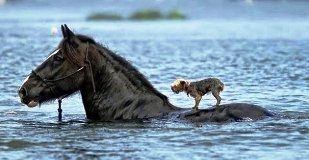 La lealtad y solidaridad de los animales reflejadas en 22 fotos… ¡No importan las diferencias!