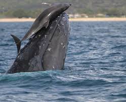 delfines-en-las-ballenas-y-otros-animales-que-montan-animales