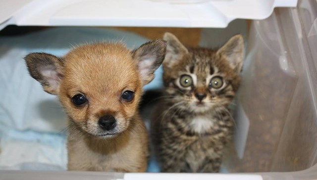 due figli-di-cane-e-cat-è-fatto-amici-inseparabili-dopo-essere-abbandonata-1