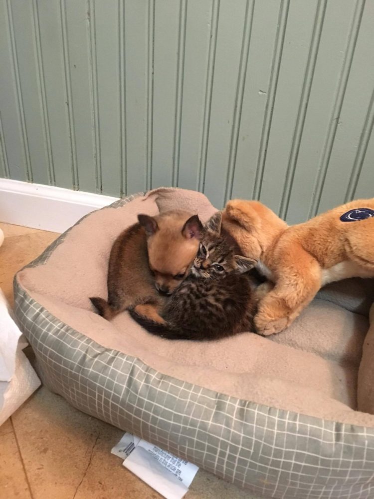 due figli-di-cane-e-cat-è-fatto-amici-inseparabili-dopo-essere-abbandonata-5