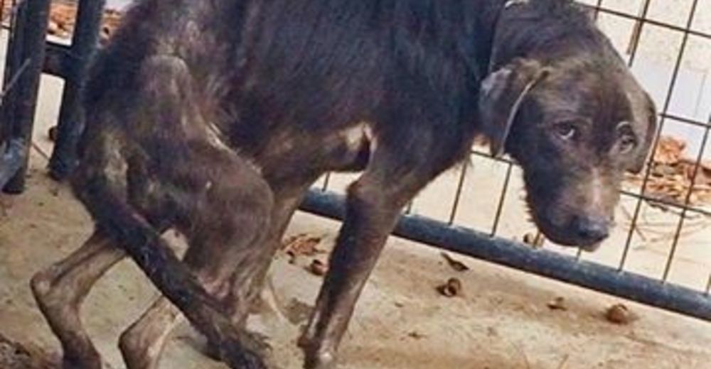 A Henley le esperaba lo peor, pero su destino cambió y por fin conoció el amor – CONMOVEDOR A Henley le esperaba lo peor, pero su destino cambió y por fin conoció el amor – CONMOVEDOR