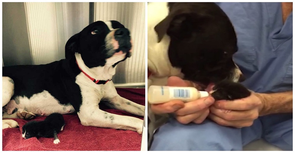 La grandiosa demostración de amor de una perrita rescatada que adoptó a un bebé muy especial La grandiosa demostración de amor de una perrita rescatada que adoptó a un bebé muy especial