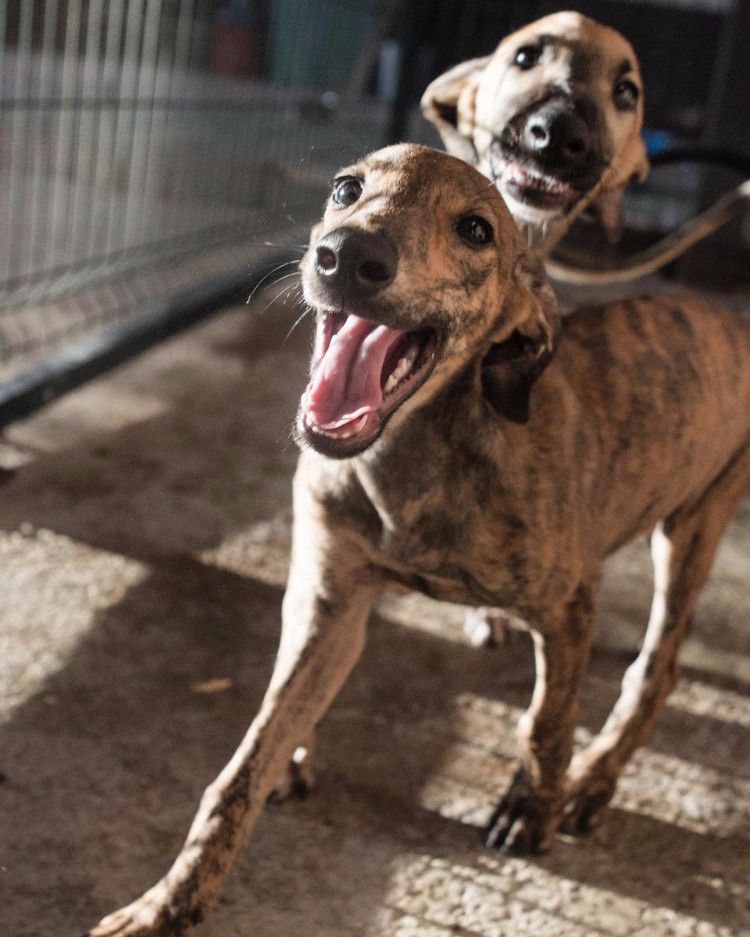 prohiben-carreras-galgos-argentina-02