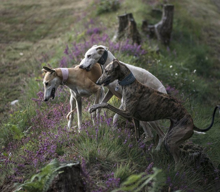 prohiben-carreras-galgos-argentina-03