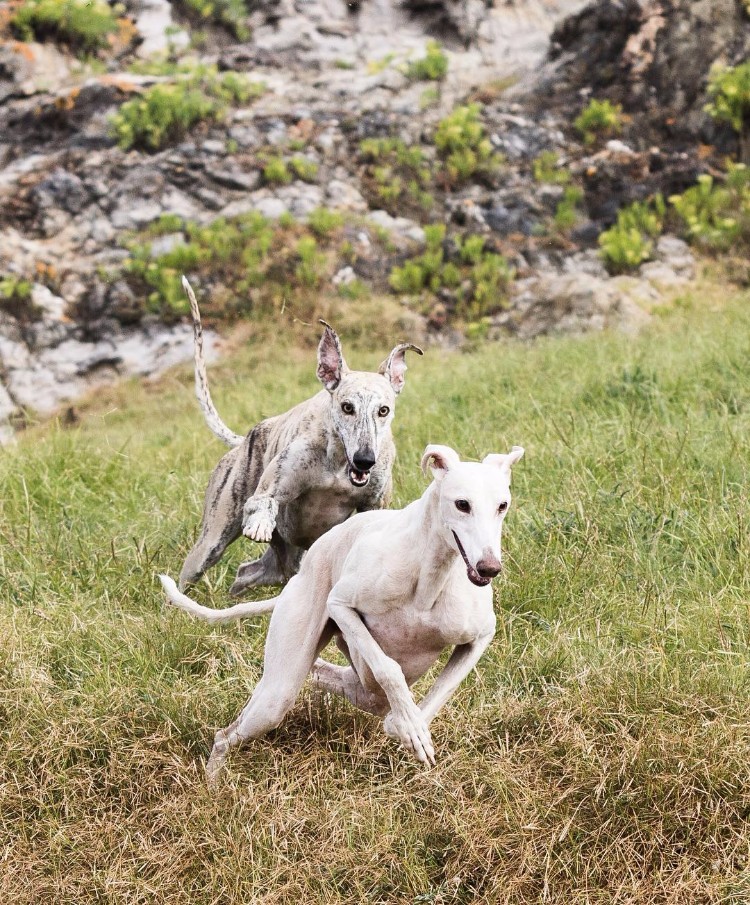 prohiben-carreras-galgos-argentina-05