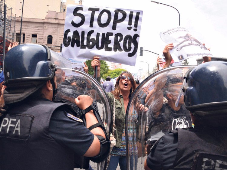 prohiben-carreras-galgos-argentina-07