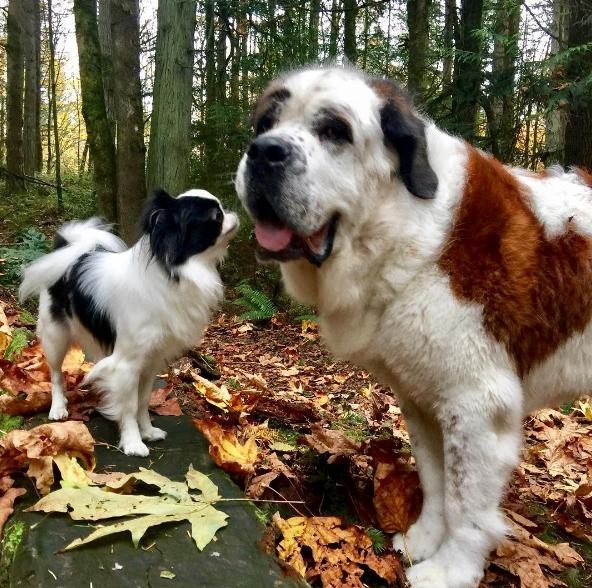 un-gran-perro-complacido-de-llevar-sobre-su-espalda-a-su-pequena-y-mejor-amiga-a-todas-partes-2