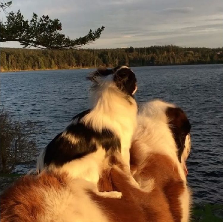 un-gran-perro-complacido-de-llevar-sobre-su-espalda-a-su-pequena-y-mejor-amiga-a-todas-partes-3