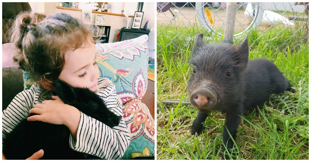 Un cerdito que perdió a su mamá finalmente encuentra una familia que lo ama