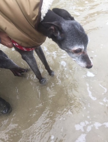 cientos-de-personas-acompanan-a-perro-ultimo-paseo10