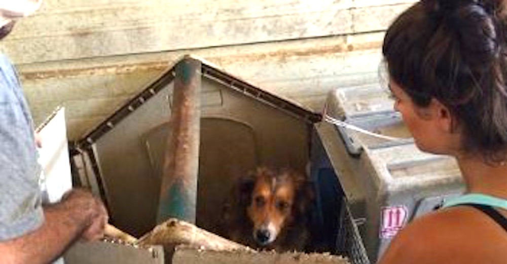 Una perrita con un horrible pasado se rehusaba a mostrar su rostro a los rescatistas Una perrita con un horrible pasado se rehusaba a mostrar su rostro a los rescatistas