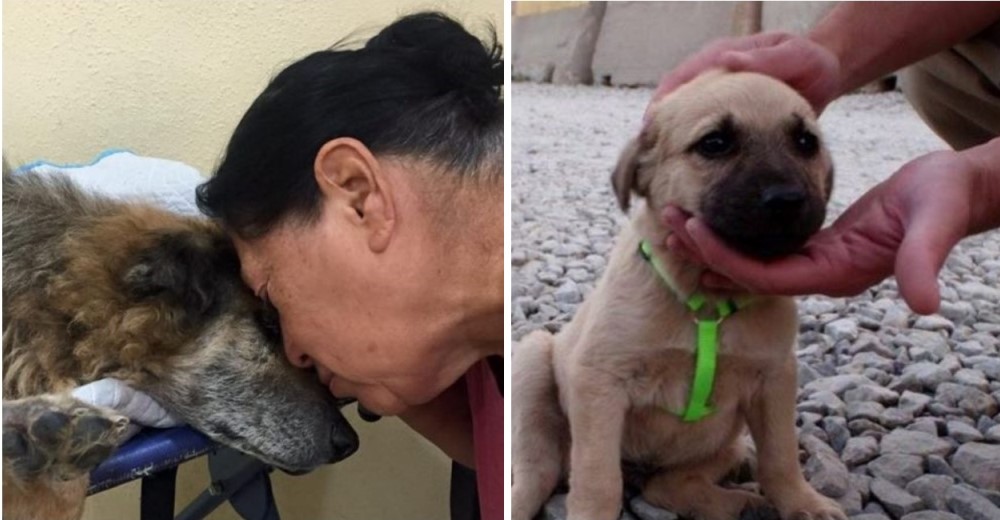 Aquellos que aman y sufren por el dolor de los animales se enfrentan a esta dura realidad… Aquellos que aman y sufren por el dolor de los animales se enfrentan a esta dura realidad…