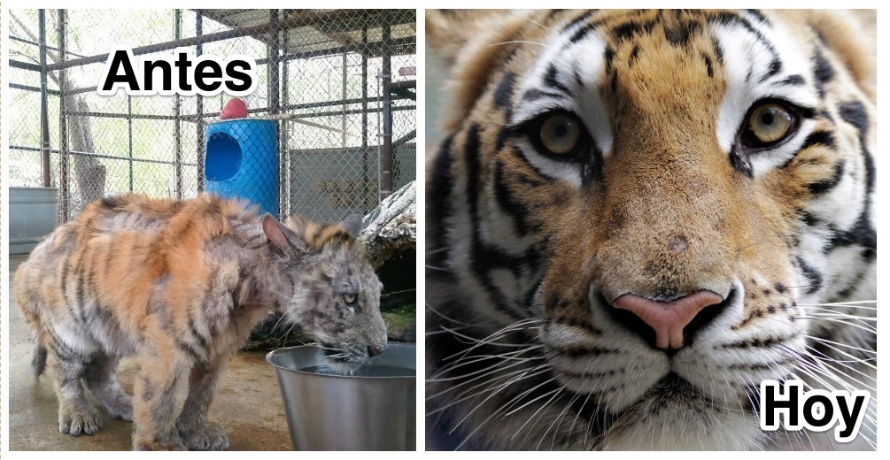 La grandiosa recuperación de una malherida cachorra tigre rescatada de un circo La grandiosa recuperación de una malherida cachorra tigre rescatada de un circo