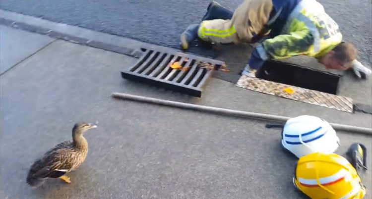 bomberos-rescatan-patitos-atrapados-en-el-desague-reuniendolos-con-su-madre-1