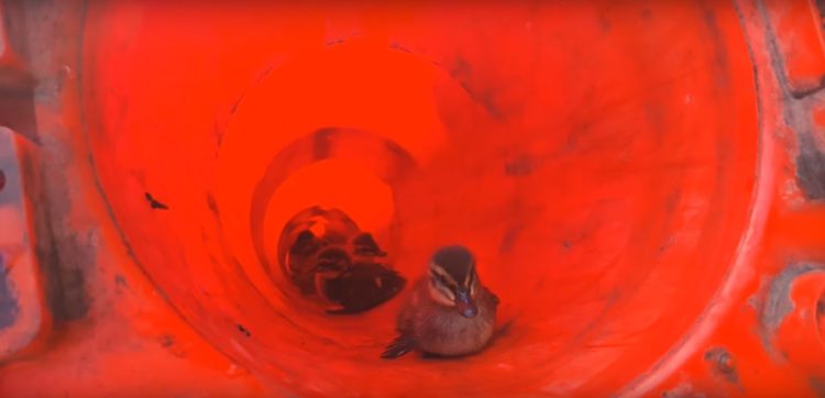 bomberos-rescatan-patitos-atrapados-en-el-desague-reuniendolos-con-su-madre-4