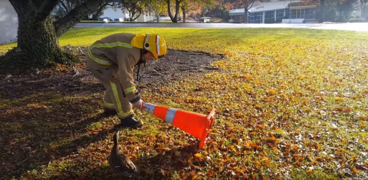 bomberos-rescatan-patitos-atrapados-en-el-desague-reuniendolos-con-su-madre-5