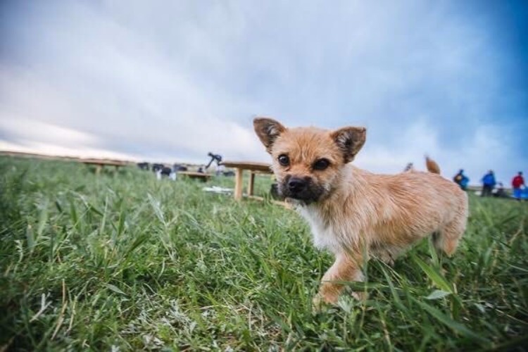 gobi-perrita-mestiza-corre-maraton-dion-leonard-01