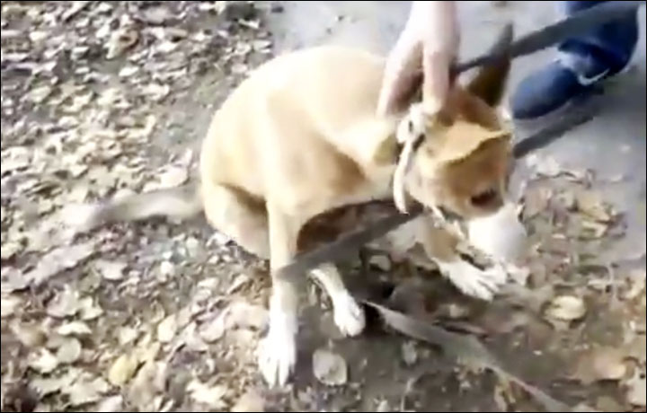 perrita-paso-tres-anos-atorada-en-un-estrecho-agujero-finalmente-fue-rescatada-7