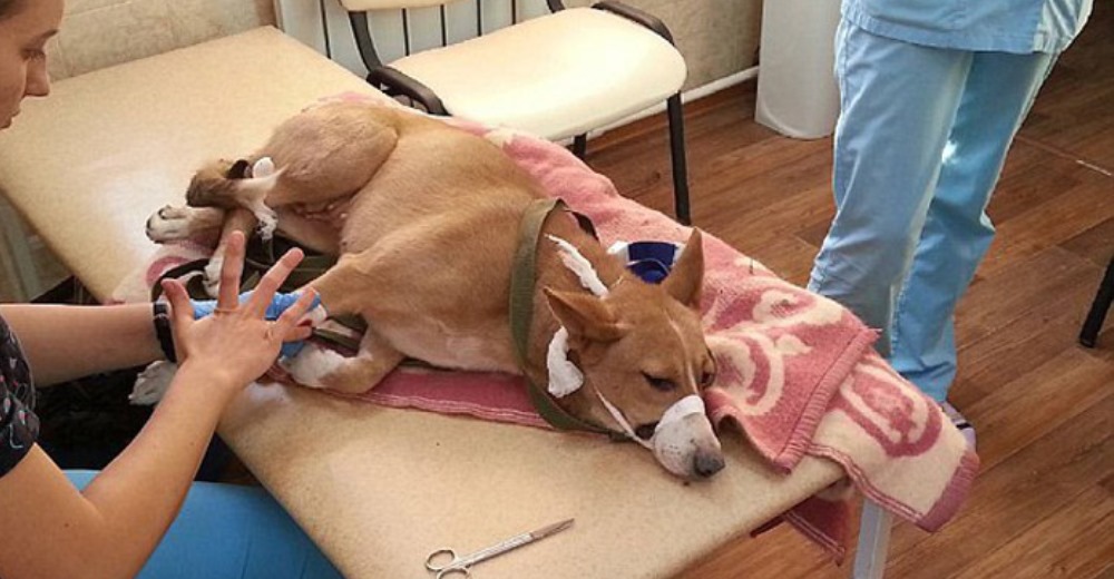 El emotivo rescate de Libertad, una perrita que pasó 3 años atorada en un estrecho agujero El emotivo rescate de Libertad, una perrita que pasó 3 años atorada en un estrecho agujero