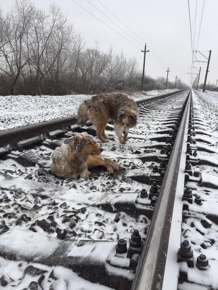 perros-no-se-abandonan-tren-ucrania-01