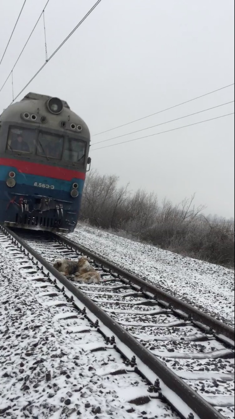 perros-no-se-abandonan-tren-ucrania-06