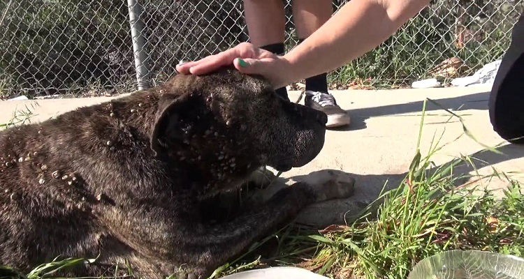 pitbull-muy-enfermo-abandonado-rescate-con-un-triste-final-3