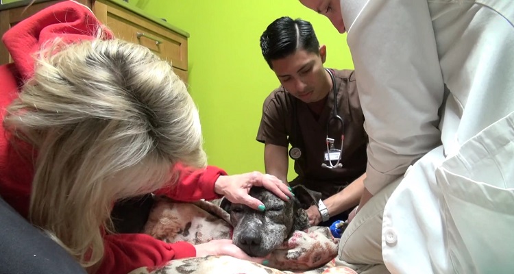 pitbull-muy-enfermo-abandonado-rescate-con-un-triste-final-8