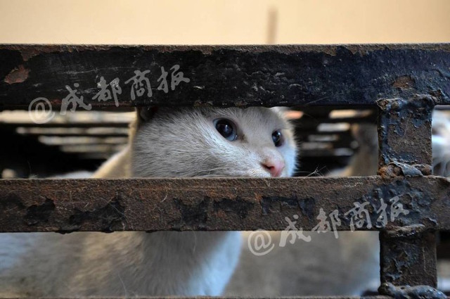 Corso-amante-of-the-ANIMALI-salvati-gatti-street-e-il-Vendia-as-carne-di-rabbit-1