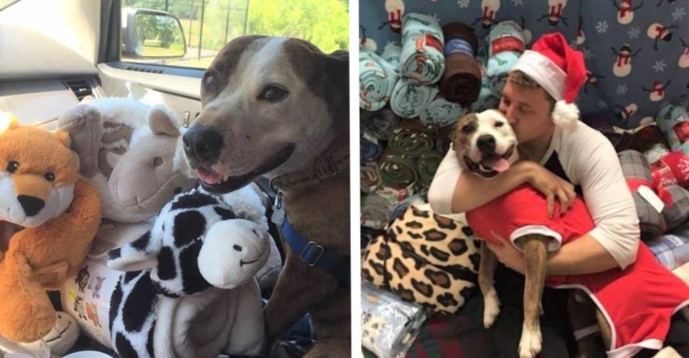 Él está en un refugio y se ha convertido en un Papá Noel para los otros perritos cada Navidad Él está en un refugio y se ha convertido en un Papá Noel para los otros perritos cada Navidad