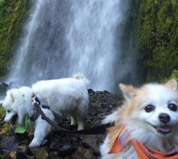 perro-ciego-es-guiado-por-su-amigo12