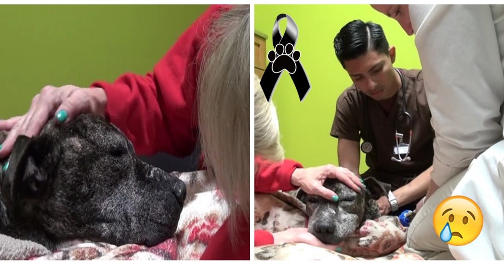 Dennis había sufrido mucho, pero gracias a sus héroes recibió amor hasta su último suspiro Dennis había sufrido mucho, pero gracias a sus héroes recibió amor hasta su último suspiro