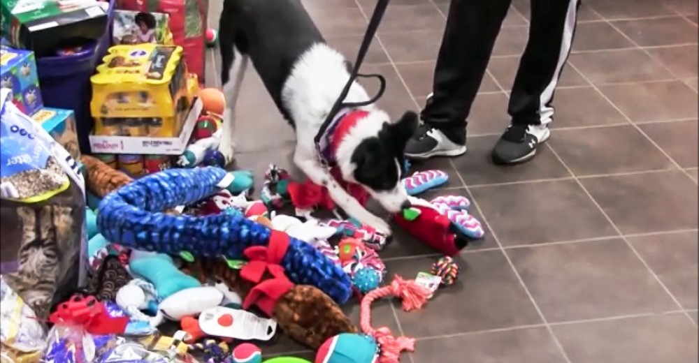 Los animales de este refugio escogieron sus regalos de Navidad y recibieron uno muy especial Los animales de este refugio escogieron sus regalos de Navidad y recibieron uno muy especial