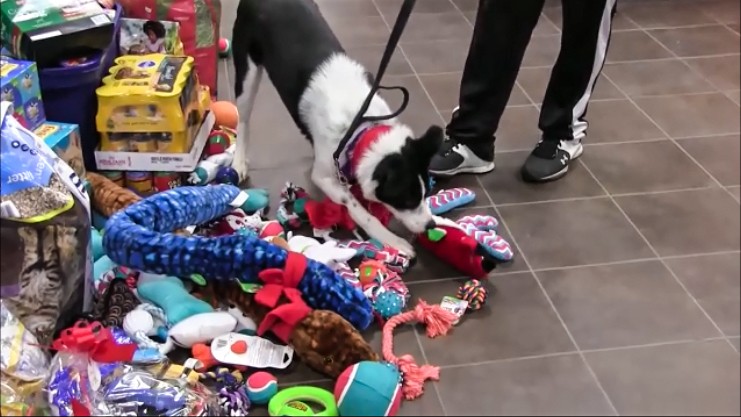 perros-regalos-1