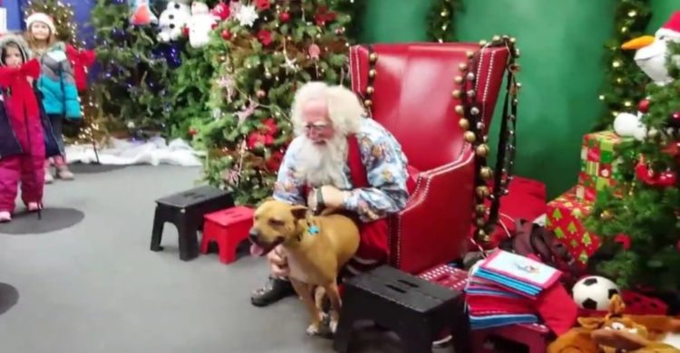 pitbull-conoce-a-santa