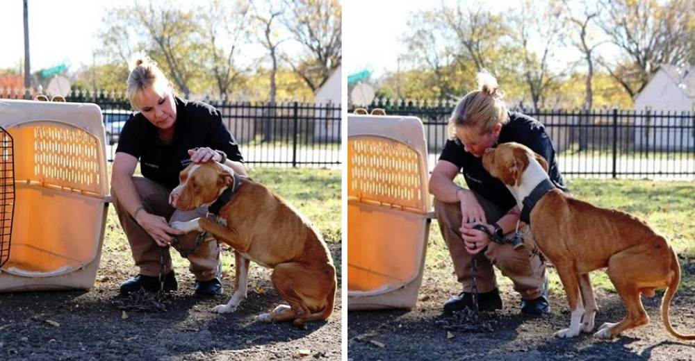 Un perro que permaneció atado no para de besar a la oficial que por fin rompió sus cadenas Un perro que permaneció atado no para de besar a la oficial que por fin rompió sus cadenas