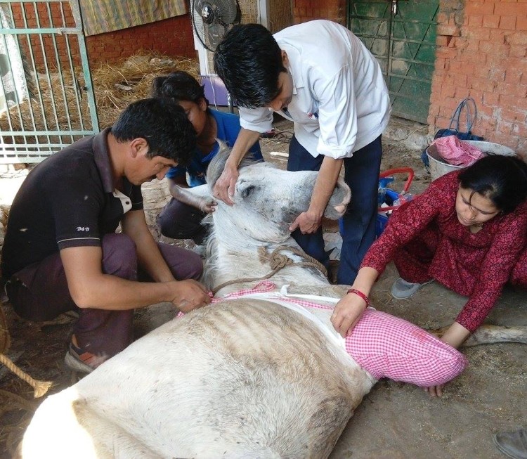 Caballo-pierde-pata-India 02