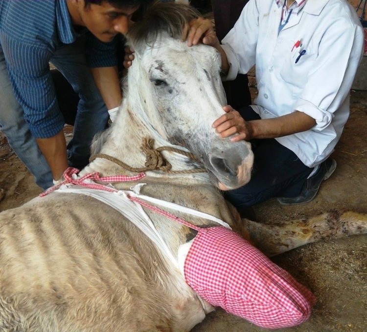 Caballo-pierde-pata-India 03