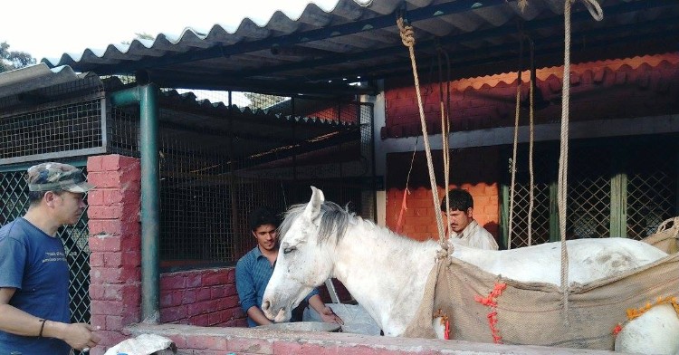 Caballo-pierde-pata-India 04