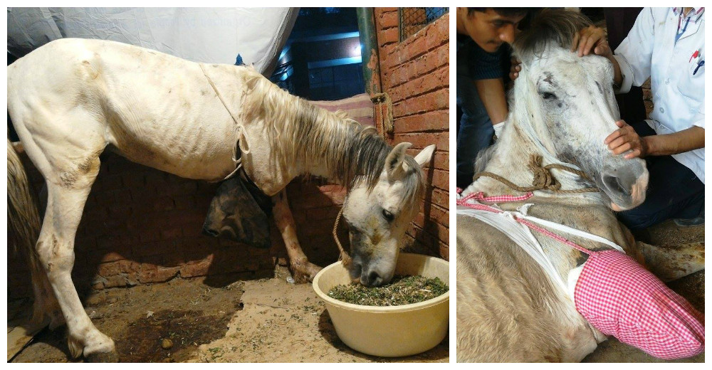 La emotiva historia de Rola, el caballo que perdió una de sus patas y recibió otra oportunidad La emotiva historia de Rola, el caballo que perdió una de sus patas y recibió otra oportunidad