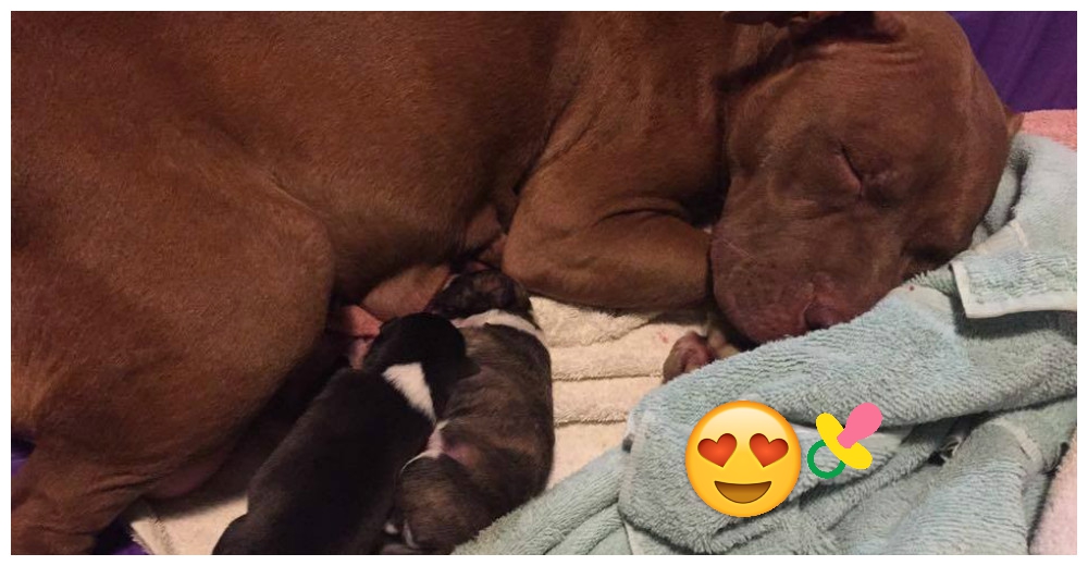 A esta perrita embarazada le esperaba lo peor, la rescataron y así nacieron sus cachorritos A esta perrita embarazada le esperaba lo peor, la rescataron y así nacieron sus cachorritos