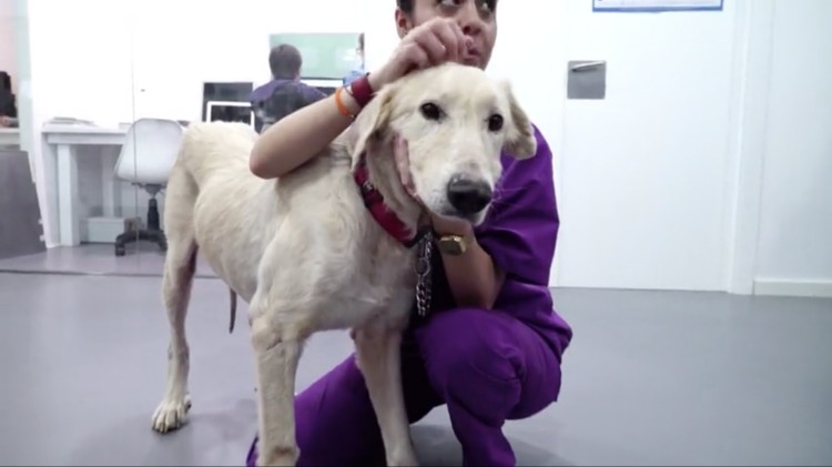 Milagrosa-recuperacion-perro-Merlin 08