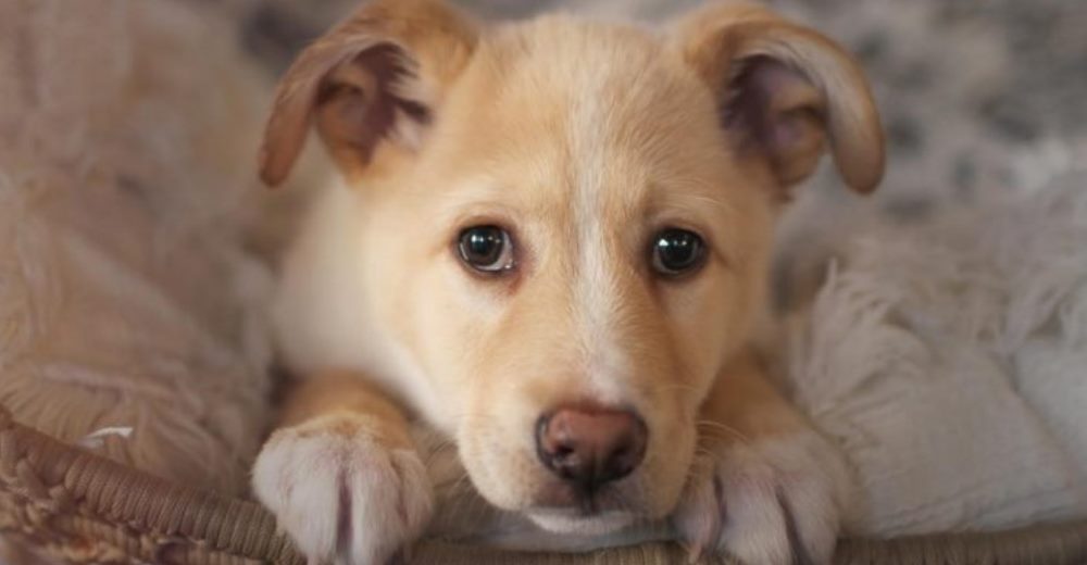 Nadie quería adoptarlo, él no podía mover su cola pero sus ojos expresaban la alegría de vivir