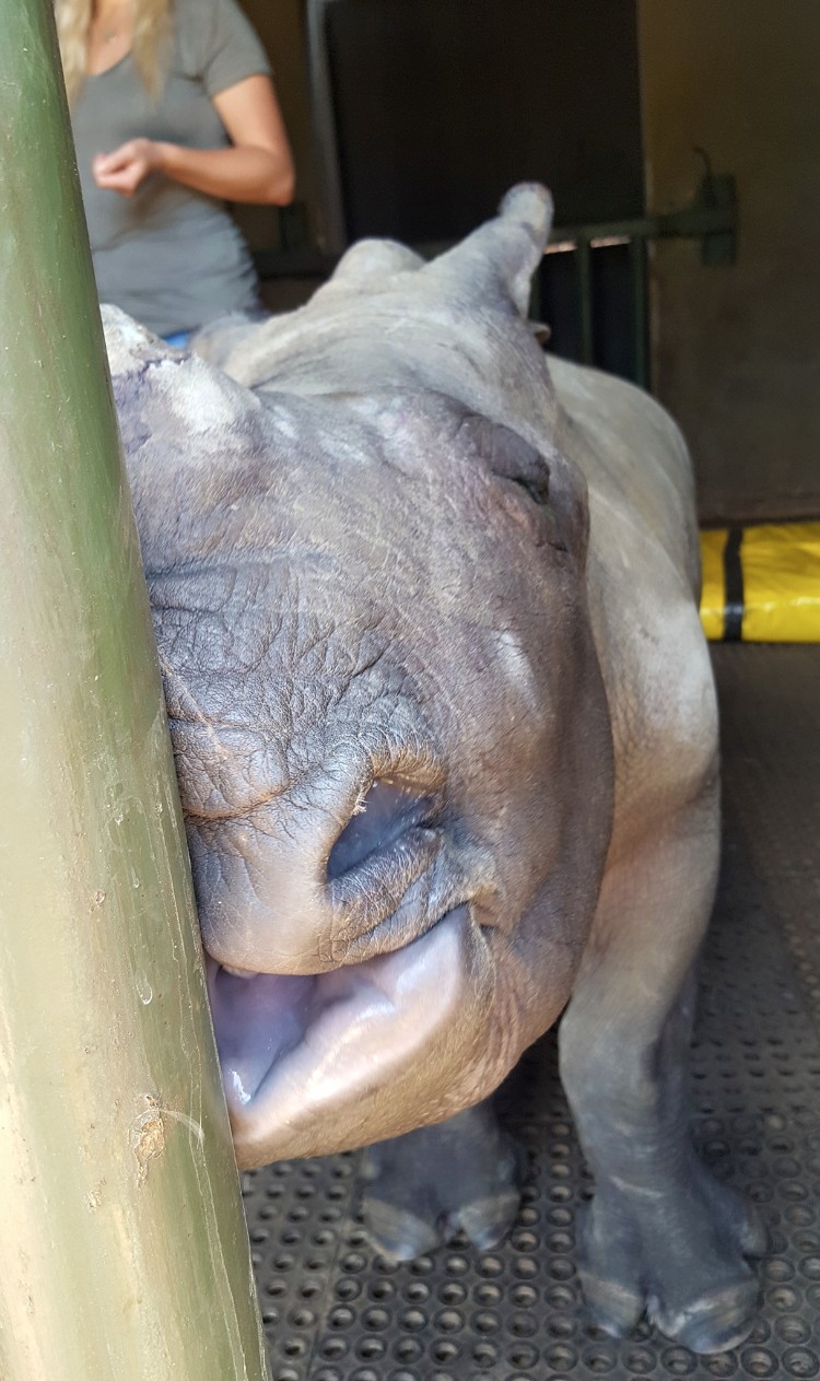 nandi-rinoceronte-rescatado-jamie-cuidadora-06
