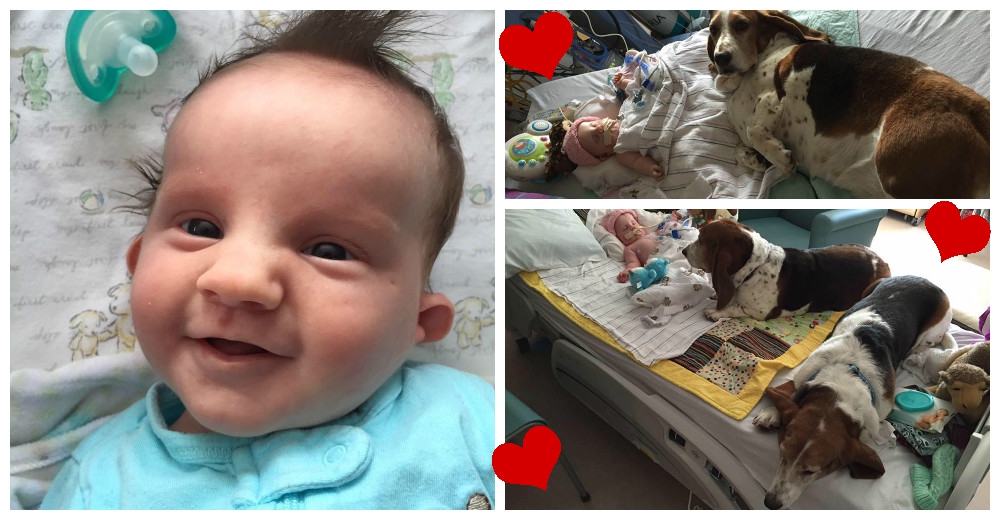 Cuando a los 6 meses Nora sufrió daño cerebral, sus perros no quisieron dejarla nunca Cuando a los 6 meses Nora sufrió daño cerebral, sus perros no quisieron dejarla nunca