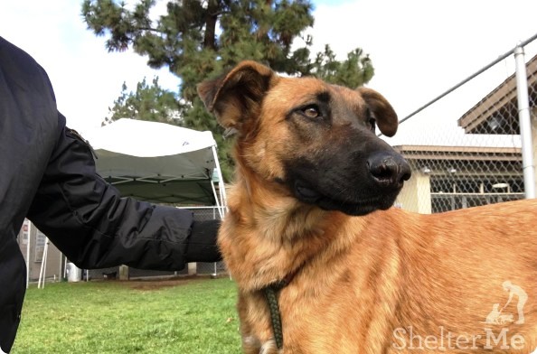 perro-del-refugio-no-esta-feliz-2