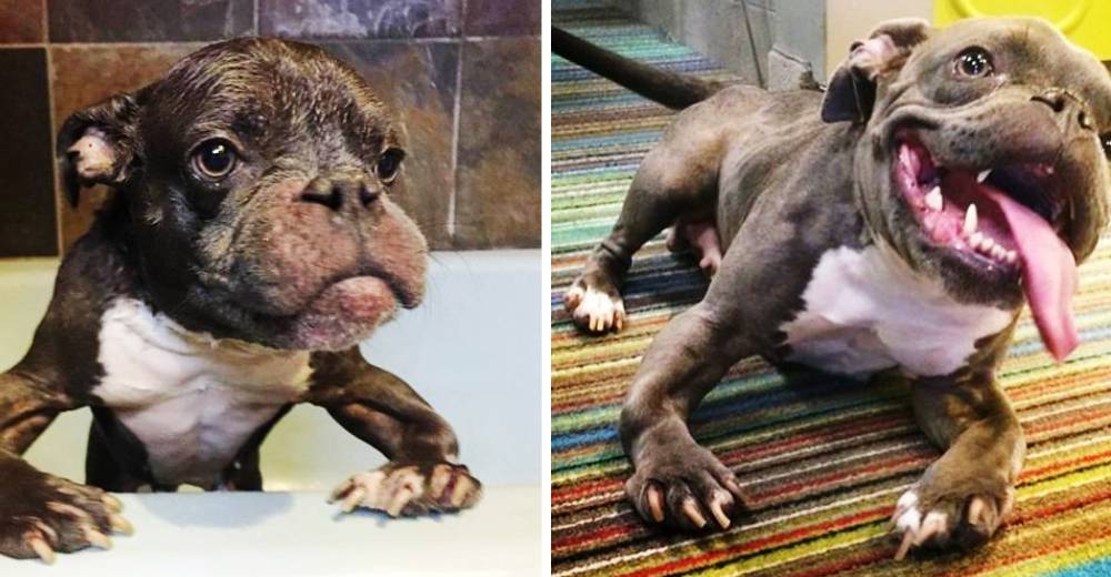 Sassy, una tierna pitbull con enanismo que no tiene idea de que sea tan pequeña Sassy, una tierna pitbull con enanismo que no tiene idea de que sea tan pequeña