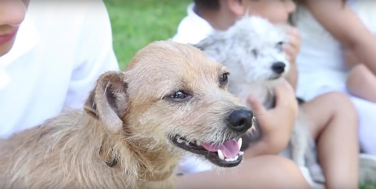 su-perro-aparecio-despues-de-6-anos-pero-no-estaba-solo-y-su-familia-adopto-a-su-amigo-3