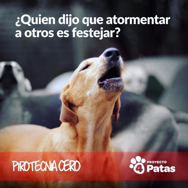 video-pirotecnia-proyecto-4-patas-02