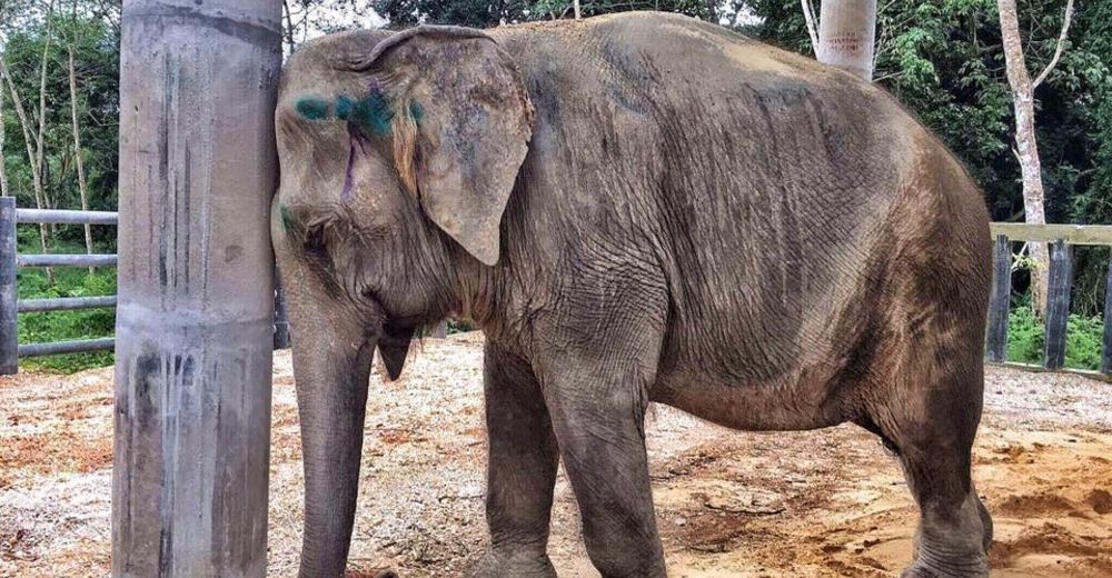 Esta pobre elefante estaba tan deprimida que no podía ni dormir, y así logró superar su dolor… Esta pobre elefante estaba tan deprimida que no podía ni dormir, y así logró superar su dolor…