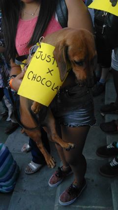 caso-perro-chocolate-9